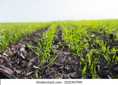 Young Wheat Crop In A Field. Crops Of Winter Wheat. Rows Of Young Sprouts Of Wheat. Green Grass On The Field.