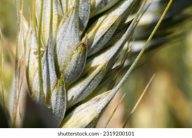 Young wheat ear in sunlight . Close-up. Macro. Wheat ear in nature on a soft blurry gold background - Powered by Shutterstock