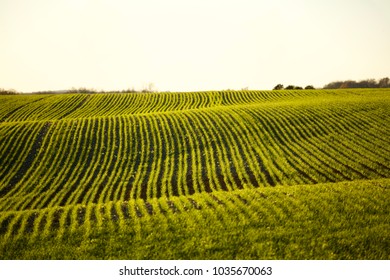 Young Wheat Feild