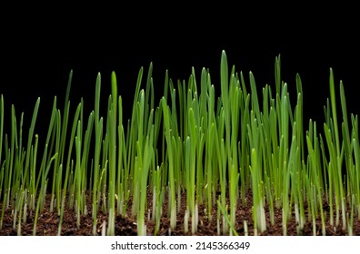 Young Wheat Or Green Grass Seedlings Growing In A Soil, Isolated On Black Background.