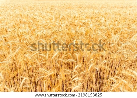 Young wheat plant field on golden sunset landscape background. Yellow grain crop in agriculture farm. Rye harvest cereal backdrop