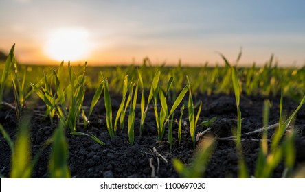 Young wheat seedlings growing in a field. Green wheat growing in soil. Close up on sprouting rye agricultural on a field in sunset. Sprouts of rye