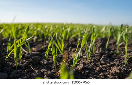 42,573 Wheat soil Images, Stock Photos & Vectors | Shutterstock