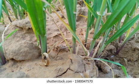 42,573 Wheat soil Images, Stock Photos & Vectors | Shutterstock