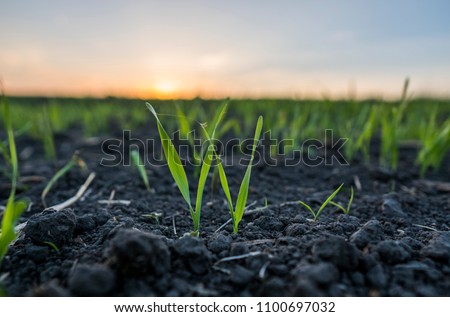 Young wheat seedlings growing in a field. Green wheat growing in soil. Close up on sprouting rye agricultural on a field in sunset. Sprouts of rye