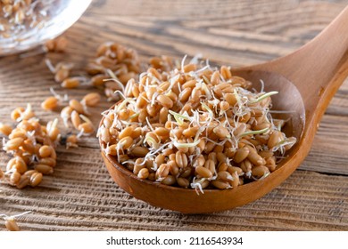 Young Wheat Sprouts, Super Healthy And Fortified Food. Whole Wheat Sprouts In A Wooden Spoon And Spilled From A Sprouting Jar. Superfood, Antioxidant And Rich Set Of Proteins And Carbohydrates.