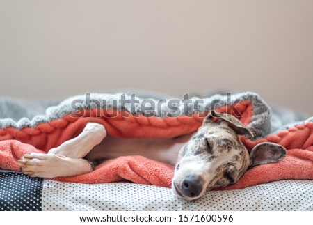 young Whippet bitch sleeps relaxed under a blue blanket on her dog pillow,
