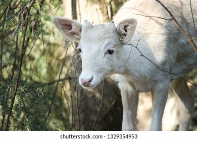 young white albino deer