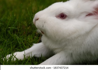 Young White Albino Rabbit On Grass