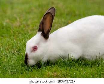 Young White Albino Rabbit On Grass