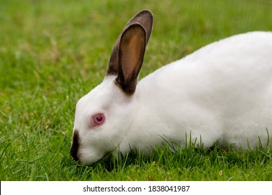 Young White Albino Rabbit On Grass