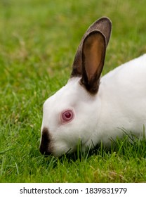 Young White Albino Rabbit On Grass