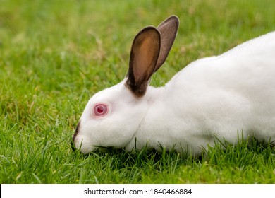 Rabbit Albino High Res Stock Images Shutterstock