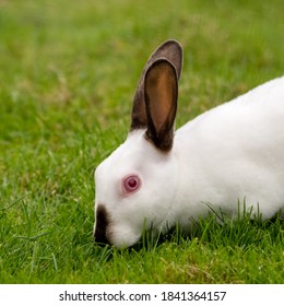 Young White Albino Rabbit On Grass