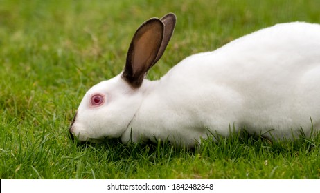 Young White Albino Rabbit On Grass