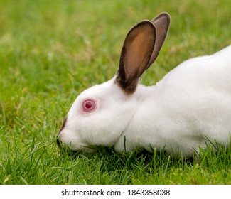 Young White Albino Rabbit On Grass