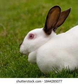 Young White Albino Rabbit On Grass