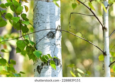 Young white birch with green leaves on a branch.