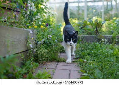 Young white and black cat walking in green summer garden. - Powered by Shutterstock