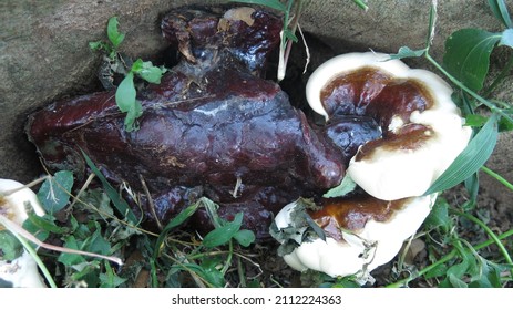 Young White Brown Bracket Fungi