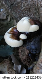 Young White Brown Bracket Fungi