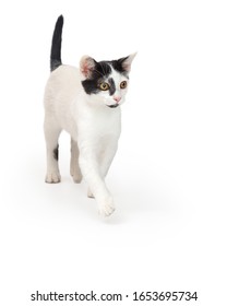 Young White Cat With Black Markings Walking Forward 