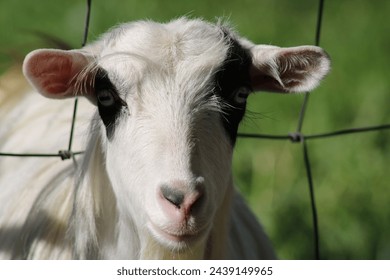 Young white goat behind a wire fence with green background.  Farm animal.  Billy goat with white fur.  Close up of young goat's face with pink nose and flared ears. 