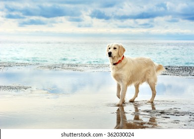 young white golden retriever stand waiting on the seafront