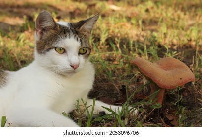 Young White and Gray Cat sitting on Lawn next to Large Mushroom 