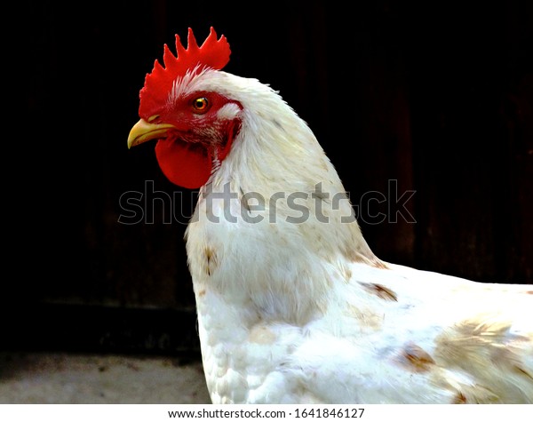 young white hen head in profile view with bright red\
crest and dark blurry wooden barn door background. domestic fowl.\
organic meat production theme. free-range farming concept. farm\
animals. 