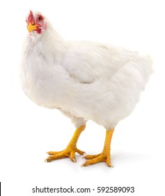 Junge weiße Henne einzeln auf weißem Hintergrund.