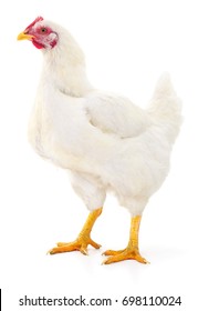 Junge weiße Henne einzeln auf weißem Hintergrund.