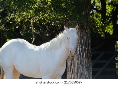 Young White Horse On Texas Ranch Under Oak Tree Shade During Summer Season.