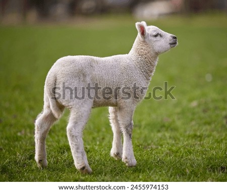 Similar – Image, Stock Photo Little cute lambs with parents