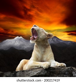 Young White Lion,lioness Lying And Roar On Mountain Cliff Against Beautiful Dusky Sky Use For King Of Wild ,wilderness ,leader In Wild Topic