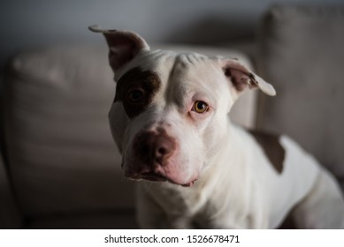 american pitbull terrier white and brown