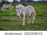 Young White Pony Facing the Camera in a Peaceful Evening Pasture in Rural Iceland, Bathed in Warm Ambient Light