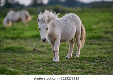 Young White Pony Facing the Camera in a Peaceful Evening Pasture in Rural Iceland, Bathed in Warm Ambient Light - Powered by Shutterstock