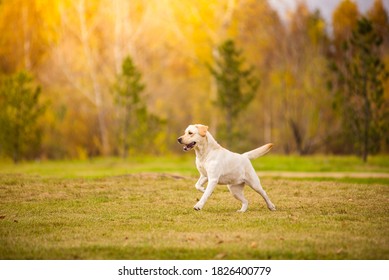 Young white purebred Labrador Retriever dog in the fall between leaves