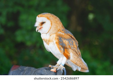 young white and red tame hunting barn owl, nocturnal game birds on the glove owl species, wild game birds, birds of prey, glove training, falconer, falconry, bird interaction, owl handling, predator  - Powered by Shutterstock