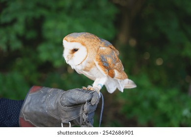 young white and red tame hunting barn owl, nocturnal game birds on the glove owl species, wild game birds, birds of prey, glove training, falconer, falconry, bird interaction, owl handling, predator  - Powered by Shutterstock