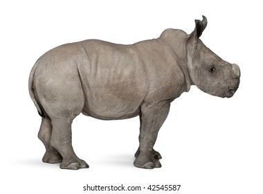 young White Rhinoceros or Square-lipped rhinoceros - Ceratotherium simum (2 months old) in front of a white background