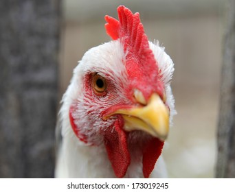 young white rooster close up on a poultry yard 