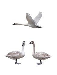 Young White Swan And Swan Flight Isolated On A White Background