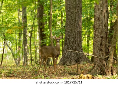 Young white tailed deer with first antlers