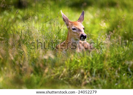 Similar – Foto Bild Reh in einem Feld stehend