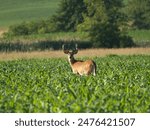 Young white tailed deer with their velvet covered antlers in the spring early morning sunrise in a farmers corn field.