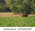 Young white tailed deer with their velvet covered antlers in the spring early morning sunrise in a farmers corn field.