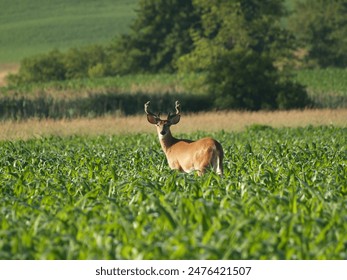 Young white tailed deer with their velvet covered antlers in the spring early morning sunrise in a farmers corn field. - Powered by Shutterstock