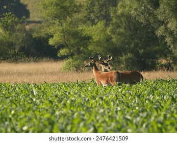 Young white tailed deer with their velvet covered antlers in the spring early morning sunrise in a farmers corn field. - Powered by Shutterstock